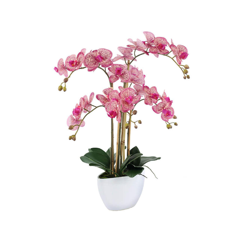 Fuschia orchid in white pot