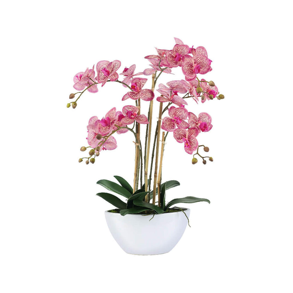 Fuschia orchid in white pot