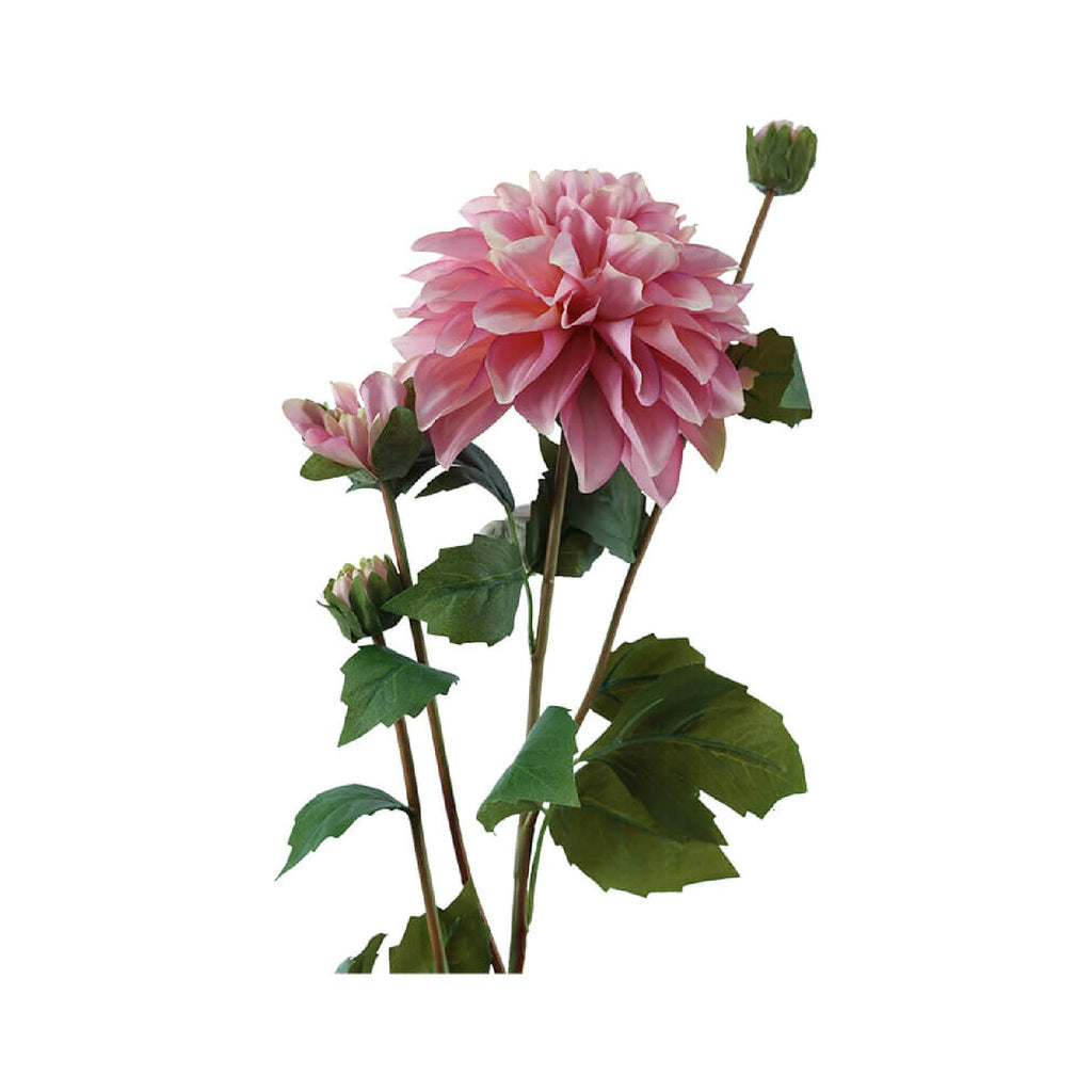 Pink dahlia stem