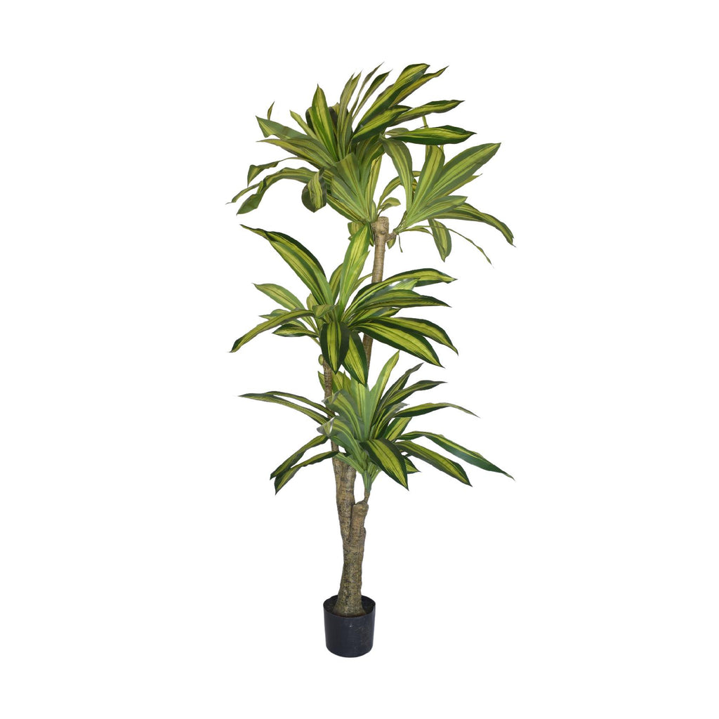 Striped dracaena plant