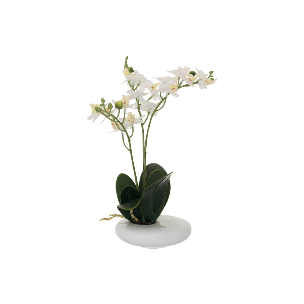 Mini white potted orchid