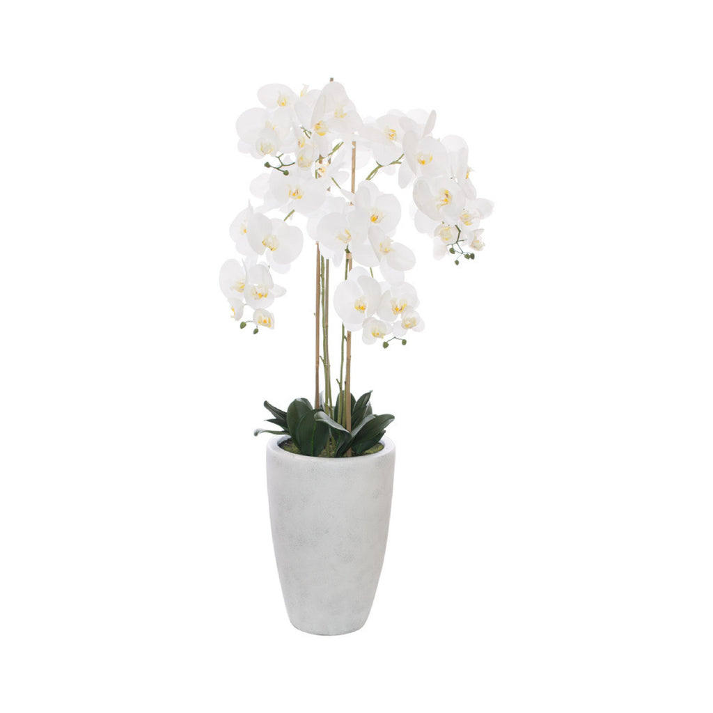 Tall white orchid in ceramic pot